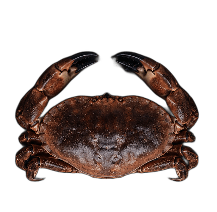 Live Brown Crab